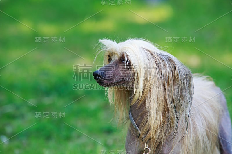 犬种中国冠毛犬