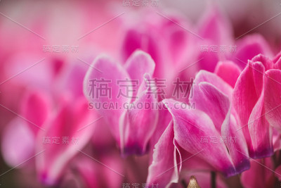 粉色的花瓣背景