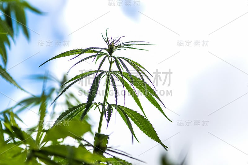 大麻，大麻植物在农村多云的天空背景