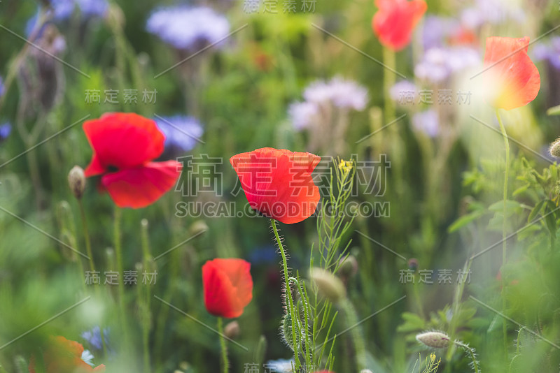 花花绿绿的草本草地上盛开着五颜六色的野花