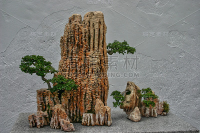 盆景与树木生长在岩石上