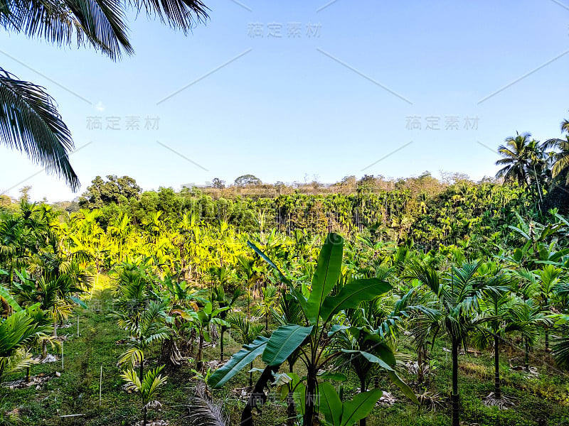 美丽的自然景观，绿色植物和槟榔棕榈树种植园