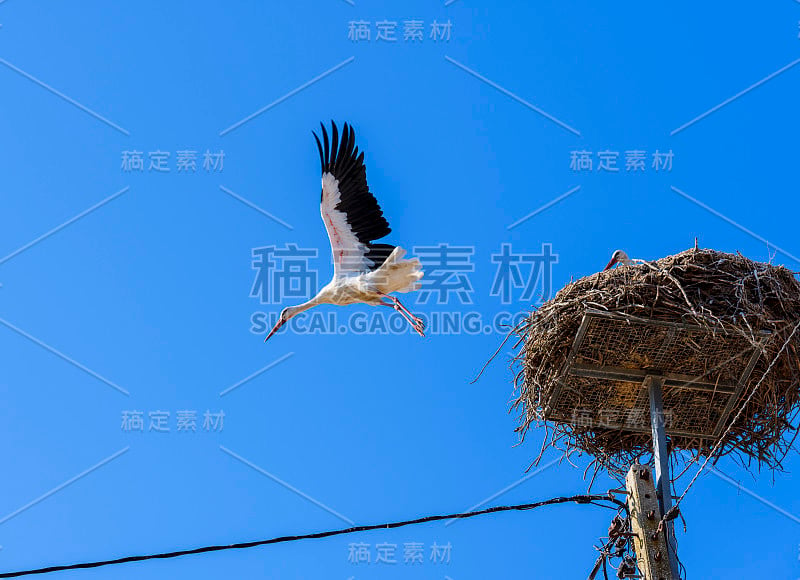 葡萄牙，阿连特霍，孔波塔，巢中的白鹳