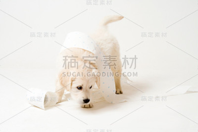 白色小狗在卫生纸下