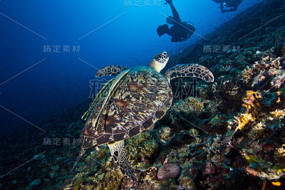 玳瑁海龟
