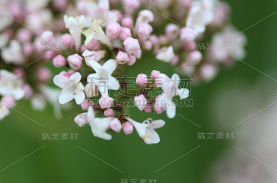 缬草