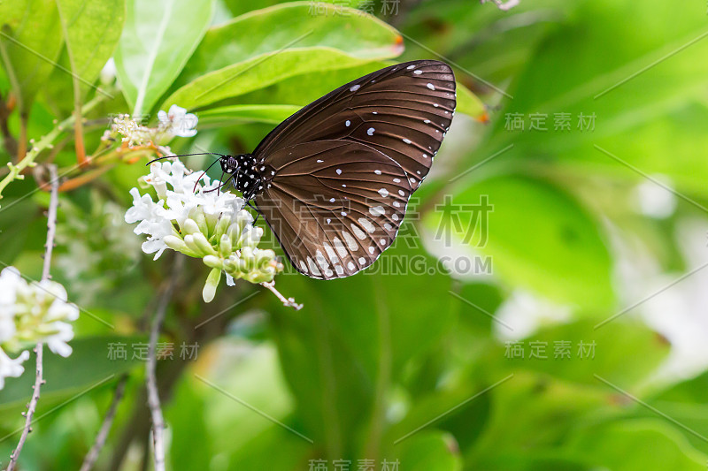 蝴蝶与琴木花。