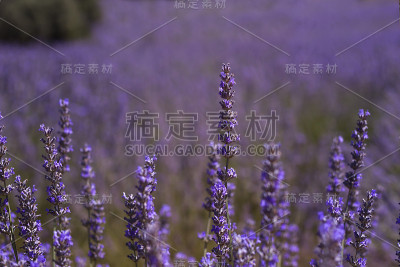 薰衣草花田
