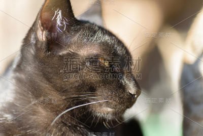 黑猫在找东西