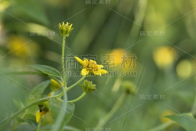 黄色的花