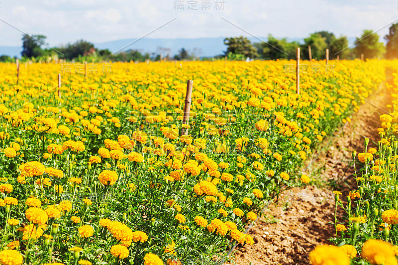 金盏花在花园。