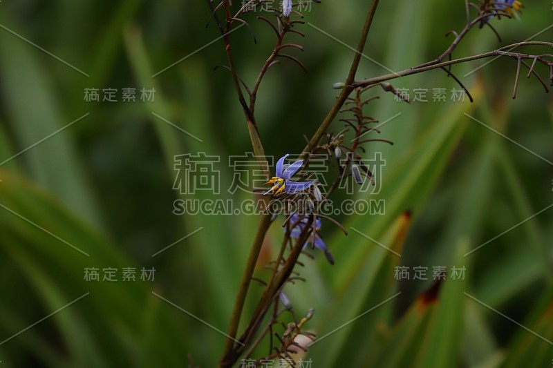 非洲印度洋毛里求斯的蓝花