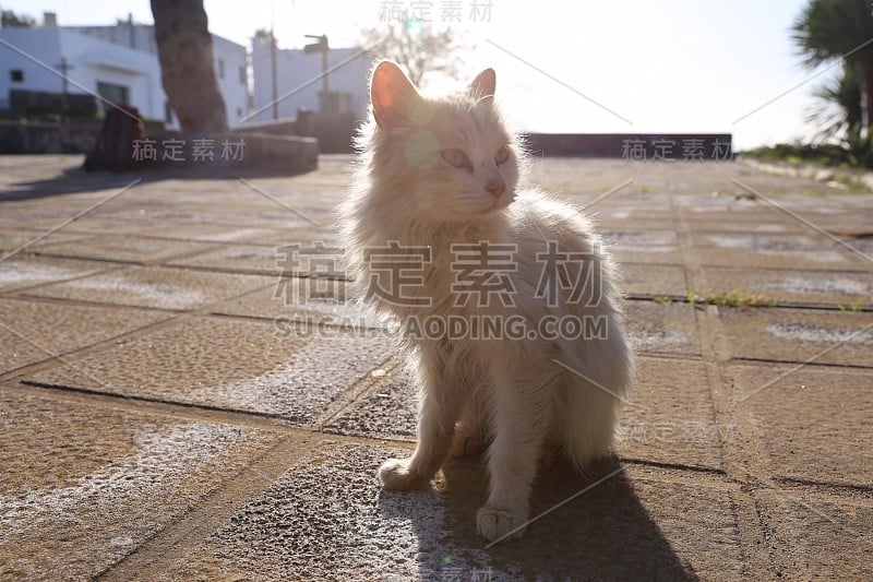 特内里费岛的白色野猫