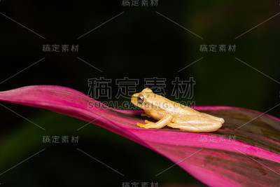 黄色treefrog
