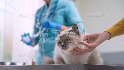 专业兽医给宠物注射