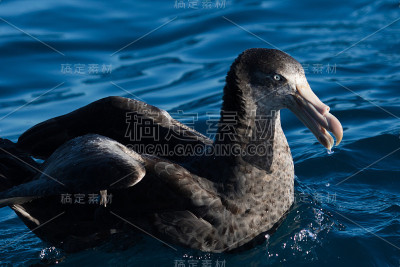 北方巨海燕——哈利巨海燕
