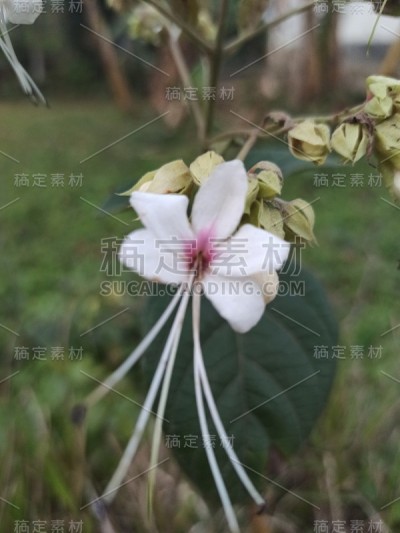 茄子树的花有多漂亮
