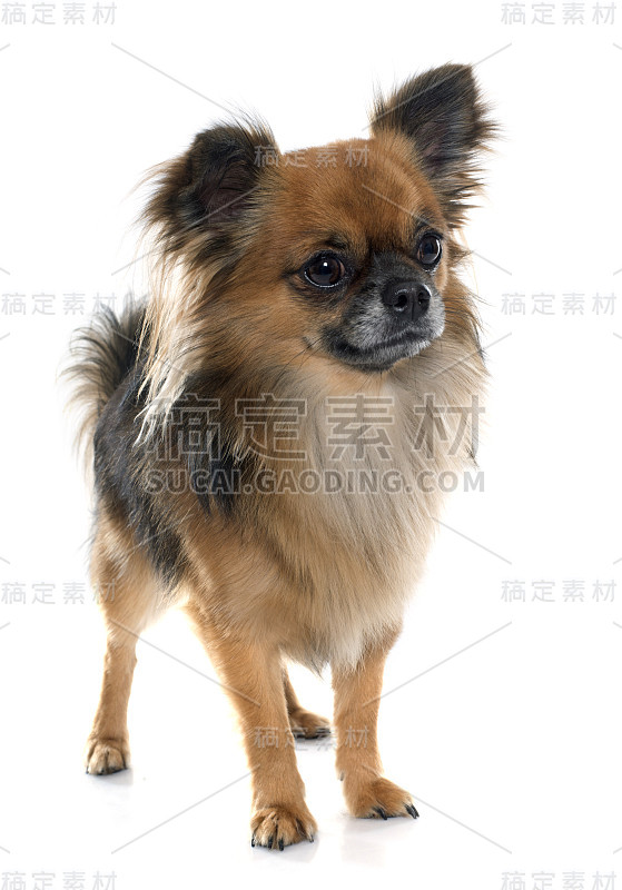 长头发的吉娃娃