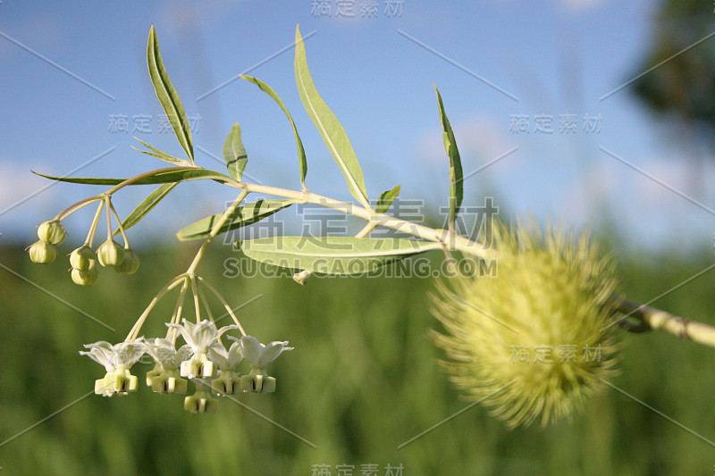 棉花布什杂草