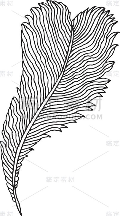 手绘羽毛