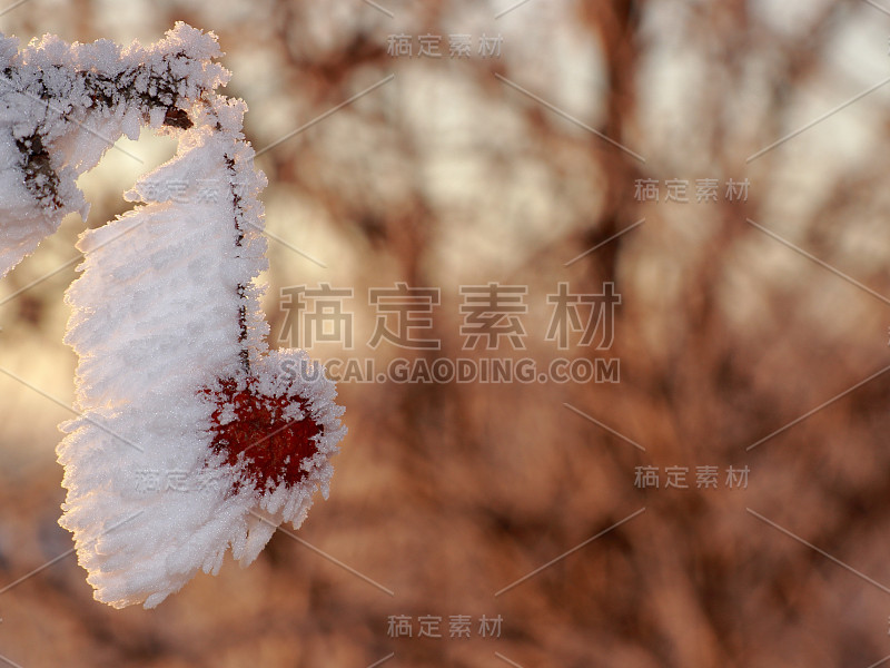 白雪下的神奇山楂