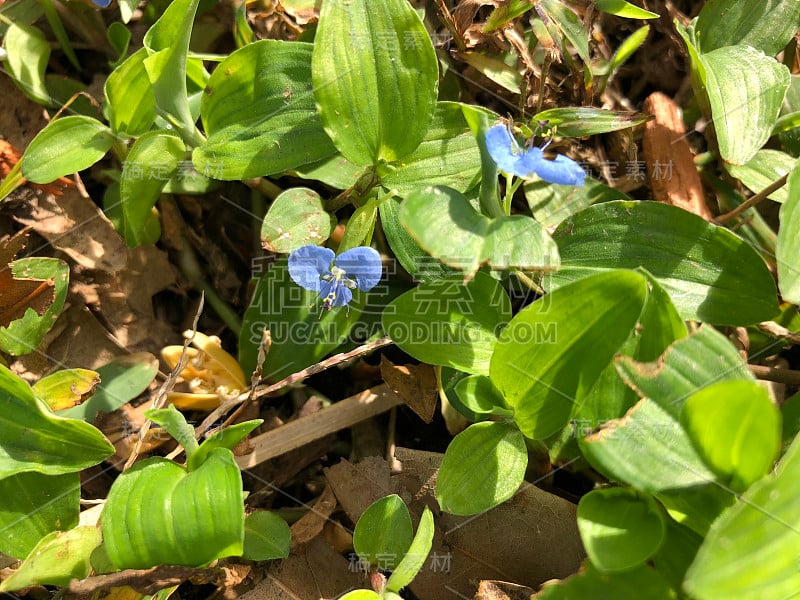 蓝色的野生鸭跖草