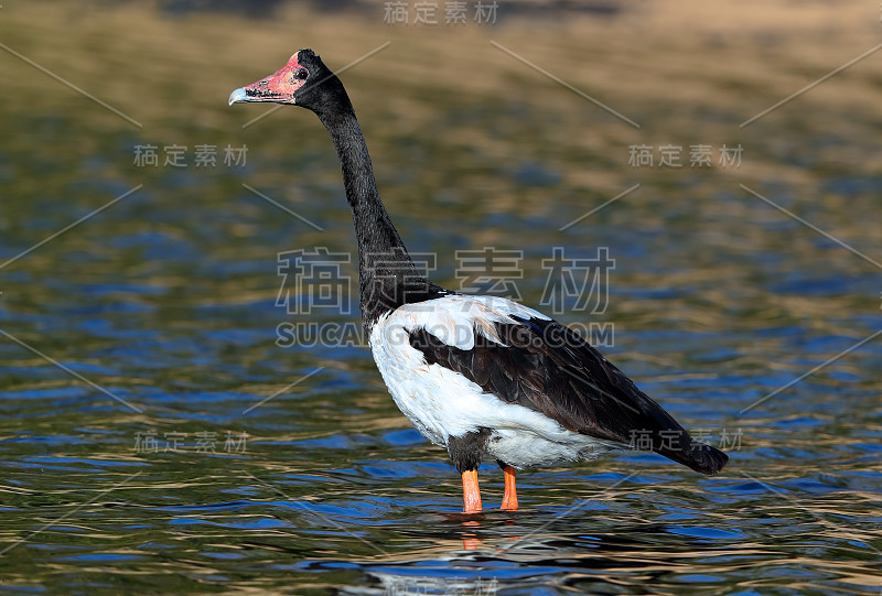 鹊鹅（Anseranas semipalmata）