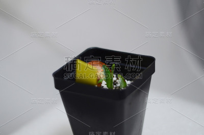 发芽Jax