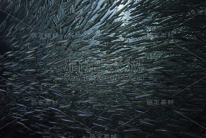 旧金山水族馆