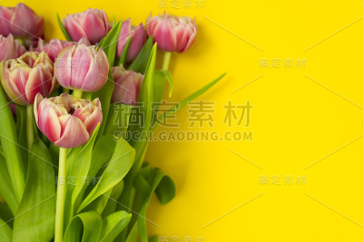 黄色背景上的粉色郁金香。三八妇女节快乐。春天的概念。这里有文本的位置。