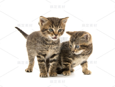 两个虎斑小猫