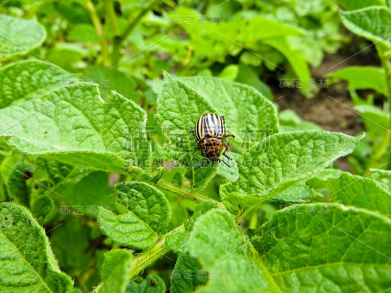 科罗拉多马铃薯甲虫(Leptinotarsa decemlinata)在马铃薯叶子上