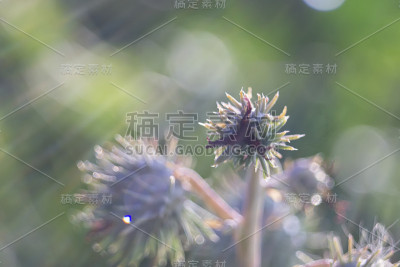 草本绿色蓖麻豆