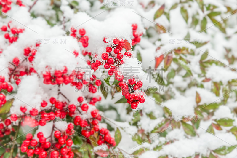 红色的水果与雪堆积