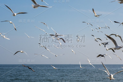 在一个阳光明媚的春天，海滩上的海鸥和鸽子。