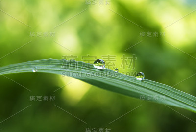 露水降