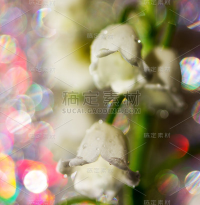 铃兰的白色花