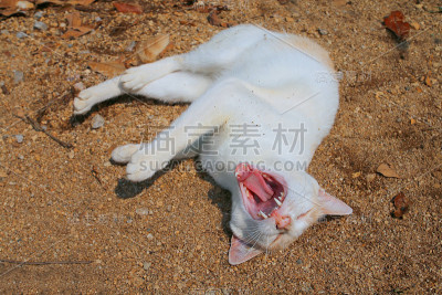 猫打呵欠
