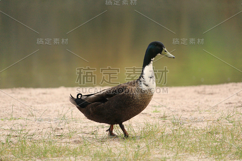 野鸭,女