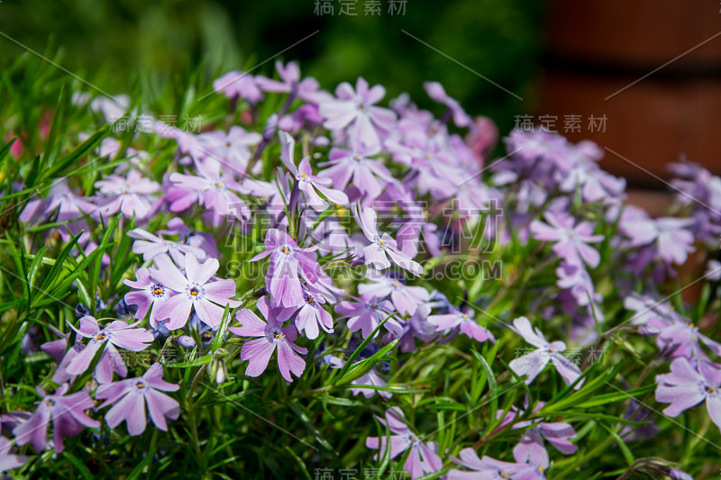 花夹竹桃茎状糖果条纹。花园里，森林里，田野里，都开着浅紫色的小花。花的背景，花的地毯