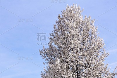 白樱桃树照片