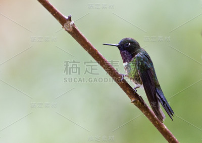 紫水晶喉咙苏南格尔（海莲格勒斯紫水晶）