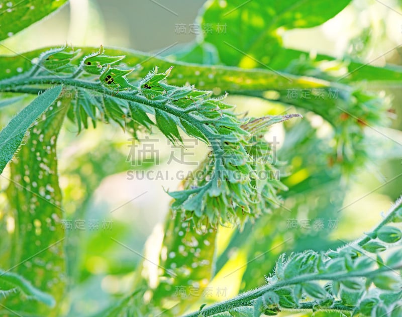 野生植物绿色花朵近