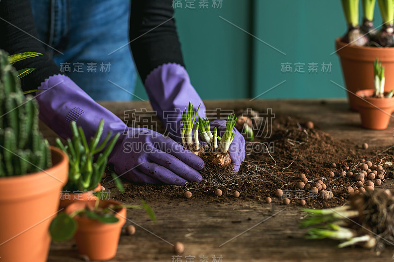 女园丁正在移植美丽的植物，仙人掌，多肉到陶瓷盆和照顾家里的花在复古木桌上，她的概念的家花园。