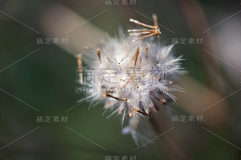 芦苇草的特写