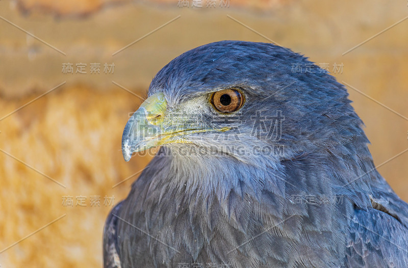 近距离观察盾雕(Geranoaetus melanoleucus)成虫。也叫黑莓，paramuna，