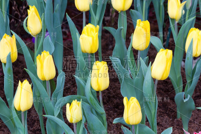 郁金香花