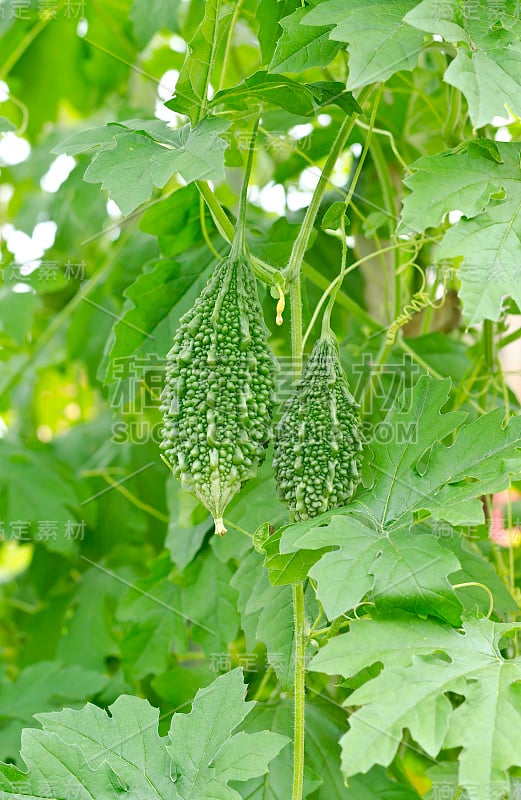 香脂苹果