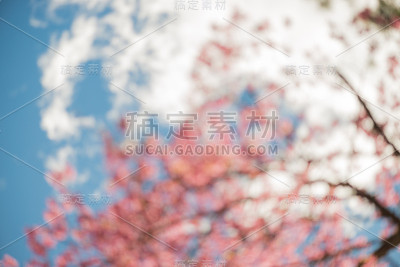 抽象模糊的野生喜马拉雅樱桃与蓝天和云的背景