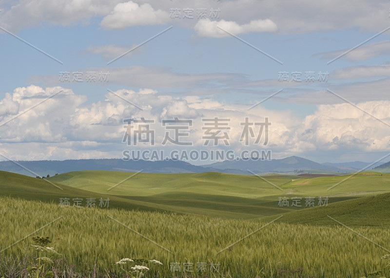 Steptoe Butte Wheat Panorama_0828